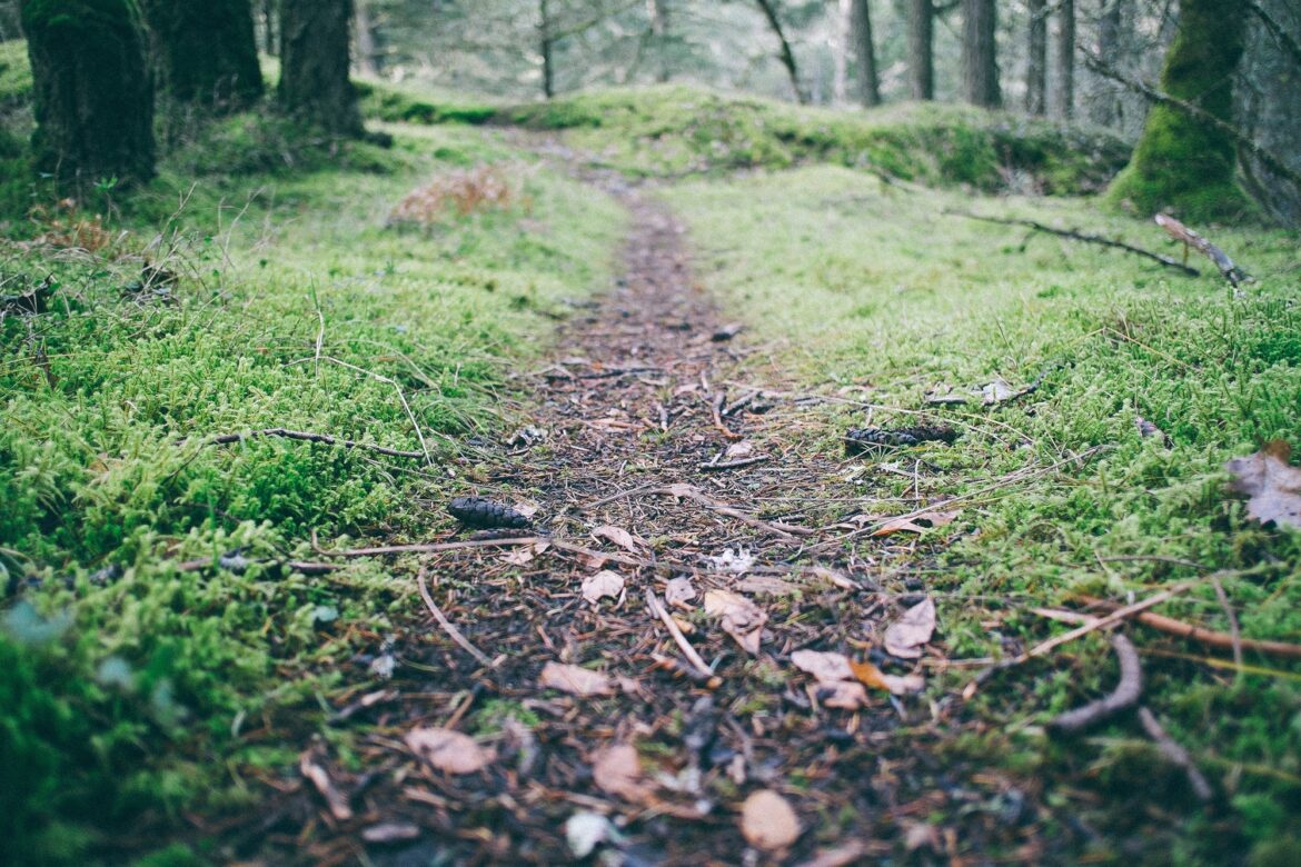 My Forest Exploration – Donna
