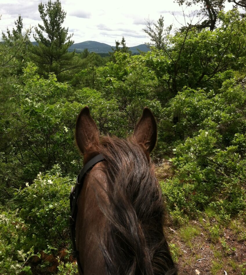 The View Through My Horse’s Ears
