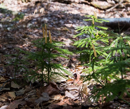 Club mosses: the other evergreens!