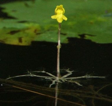 Bladderworts: Killers on the Pond