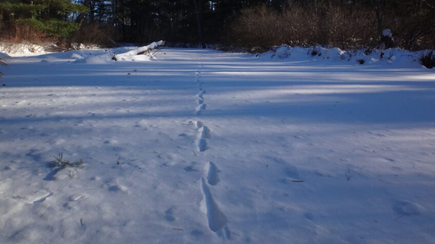 Wildlife tracking