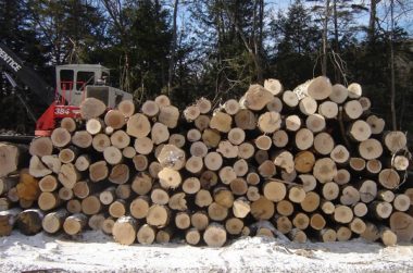 Timber Harvest at Tuthill Preserve