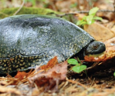 Explore Vernal Pools