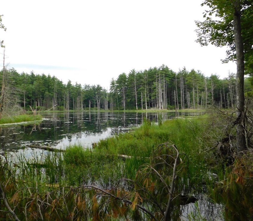 Explore the Tarr Sanctuary