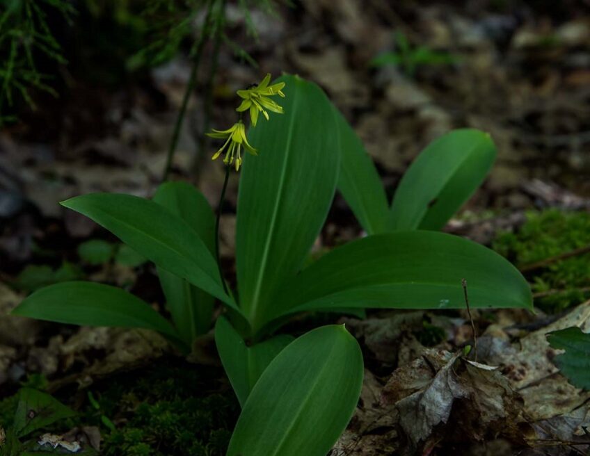 Spring Wildflower Walk