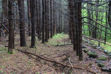 The Story Behind the Red Pines