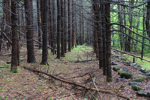 The Story Behind the Red Pines