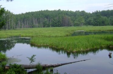 PLC Easement will Protect Paige Hill Marsh in Goffstown