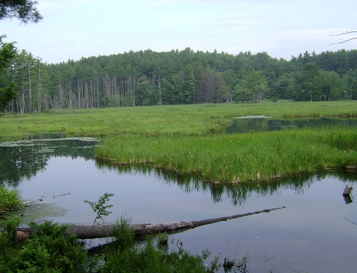 PLC Easement will Protect Paige Hill Marsh in Goffstown