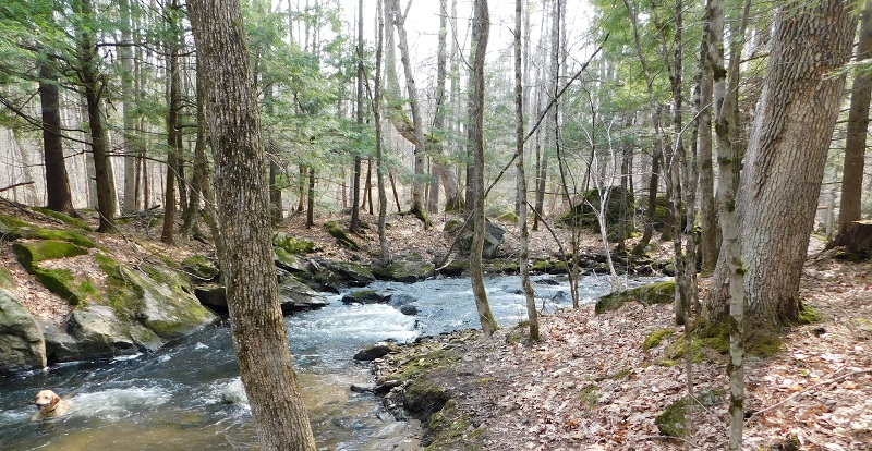 Houghton Land Project in New Boston