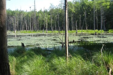 Brookline to Vote on Conservation Easement