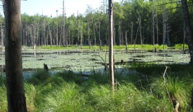 PLC and Brookline Complete Easement on Hobart-Fessenden Woods
