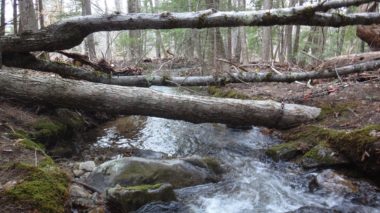 Woods, Water & Fish