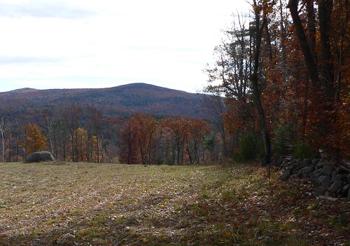 Rand Brook Forest Hike