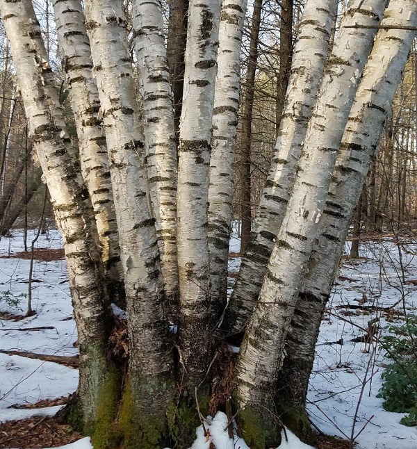 Tree Identification Walk