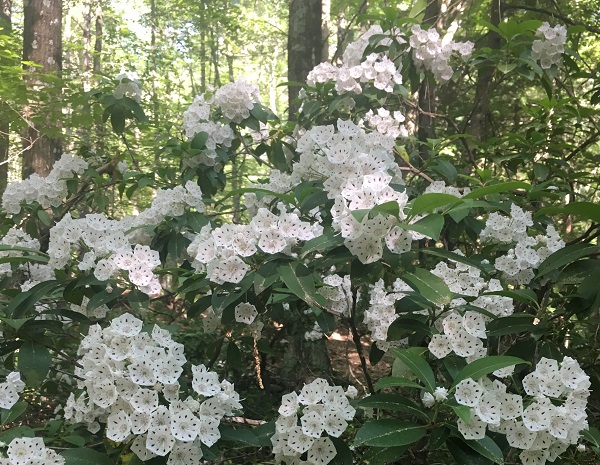 Florence M. Tarr Wildlife Sanctuary
