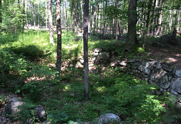 Tuthill Woodlands Preserve
