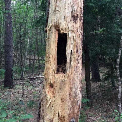 Joppa Hill Trails