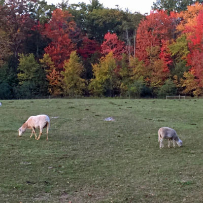 Joppa Hill Farm