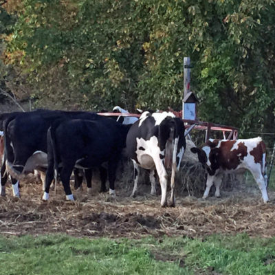 Joppa Hill Farm