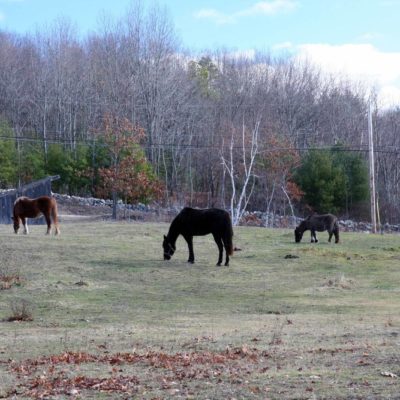 Joppa Hill Farm