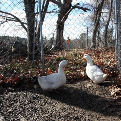 Joppa Hill Farm