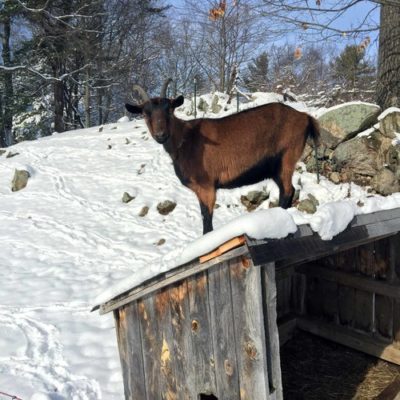 Joppa Hill Farm