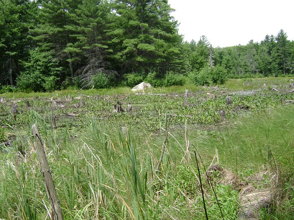 Black Brook & Blackbriar Woods Preserves