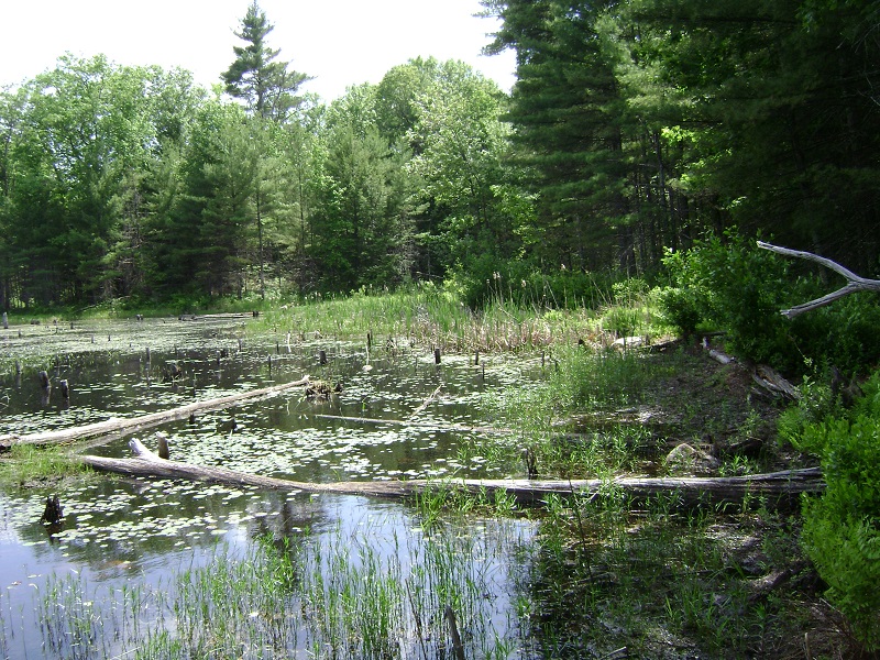 Black Brook & Blackbriar have several trails