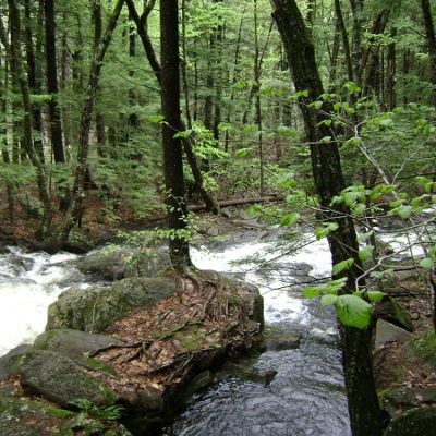 Rice Preserve - Cold Brook Trail