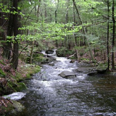Rice Preserve - Cold Brook Trail