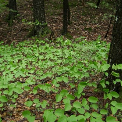 Rice Preserve - Cold Brook Trail