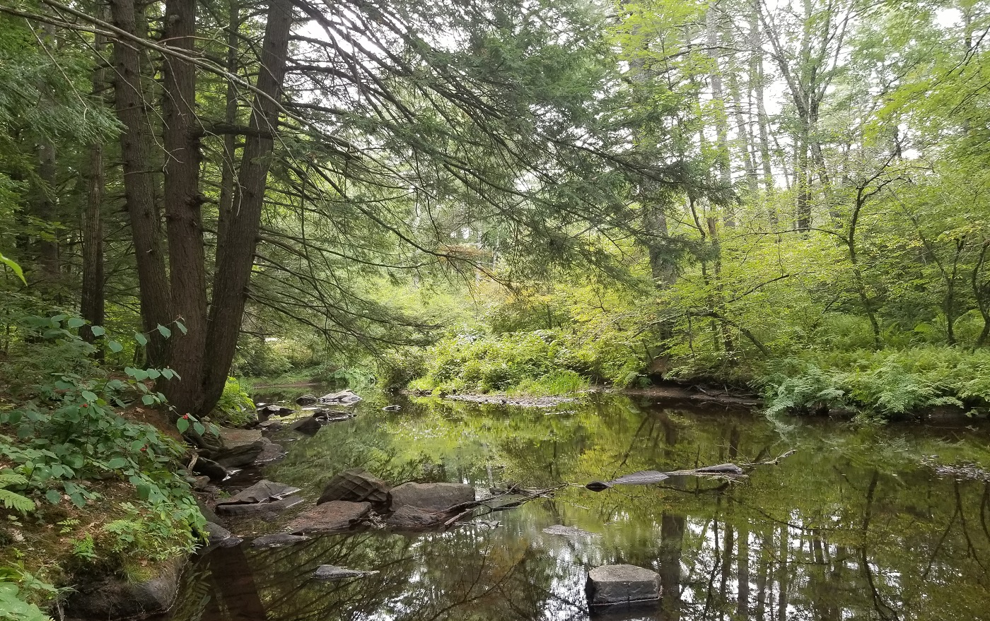 Siemeze Town Forest