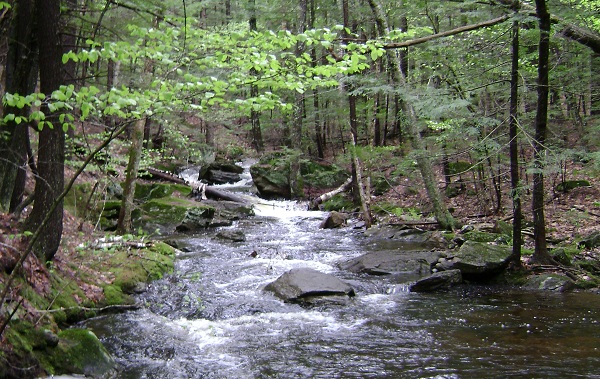 Trail at Tuthill Preserve